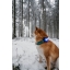 Orbiloc_Dog_Dual[Blue; Dog-in-forest; MSR_PRO; QMA; Collar; Long-fur; Medium-dog]_LR.jpg