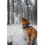 Orbiloc_Dog_Dual[Blue; Dog-in-forest; MSR_PRO; QMA; Collar; Long-fur; Medium-dog]_LR.jpg