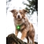 Orbiloc_Dog_Dual[Green; MSR_PRO; QMA; Collar; Long-fur; Large-dog]_LR.jpg