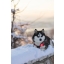 Orbiloc_Dog_Dual[Red; Dog-in-snow; MSR_PRO; QMA; Collar; Long-fur; Medium-dog]_LR.jpg